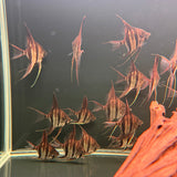 Altum Angelfish - The Aquascape Shop