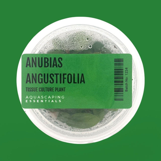 Anubias Angustifolia Tissue Culture (Aquascaping Essentials) - The Aquascape Shop