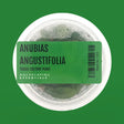 Anubias Angustifolia Tissue Culture (Aquascaping Essentials) - The Aquascape Shop