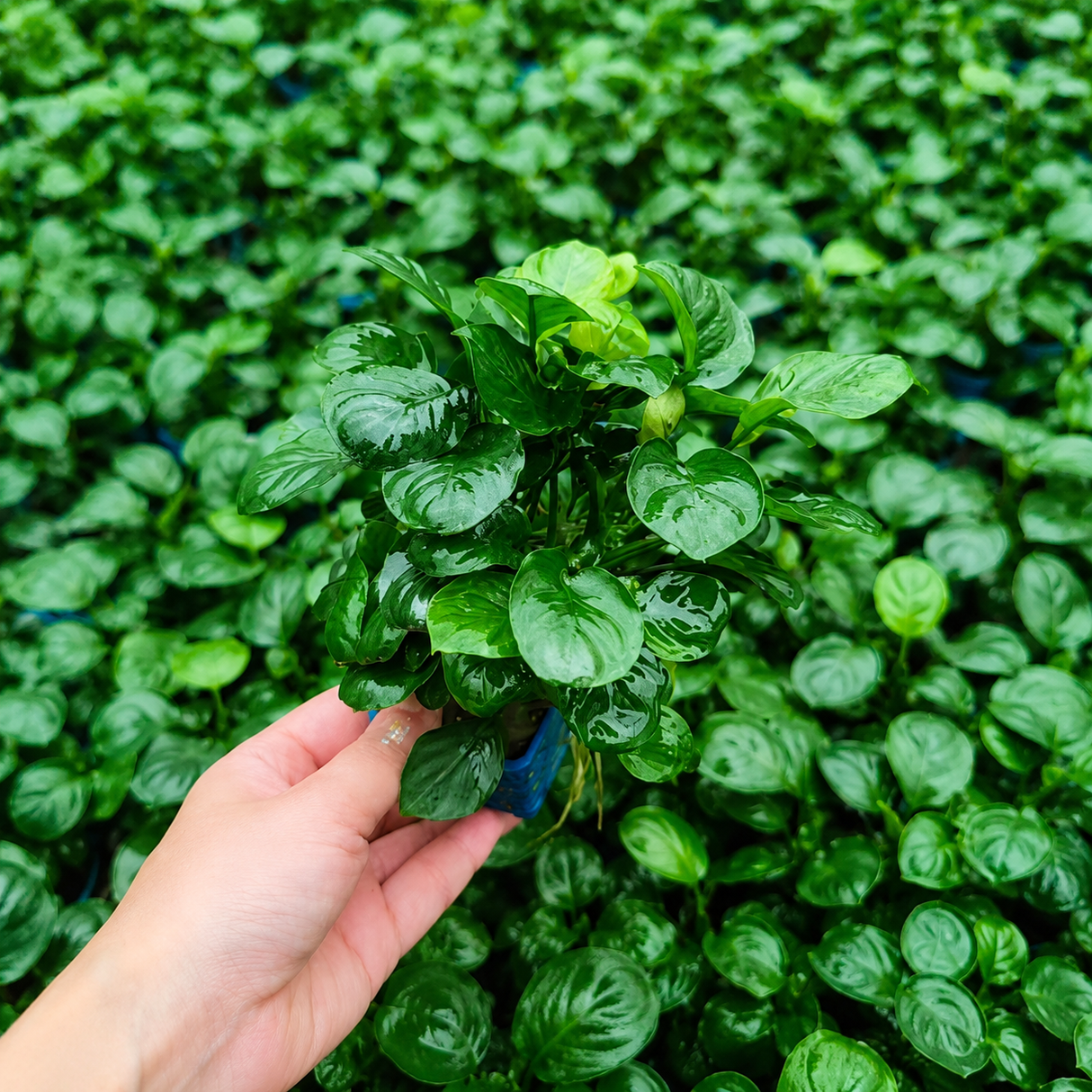 Anubias Barteri 'Coin Leaf' Tissue Culture (Aquascaping Essentials)