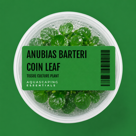 Aquascaping Essentials tissue culture cup of Anubias barteri 'Coin Leaf', an easy low-light aquarium plant