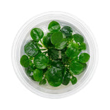 Anubias Barteri 'Coin Leaf' Tissue Culture (Aquascaping Essentials)