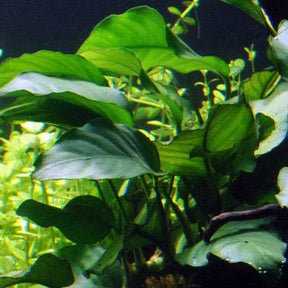Anubias Barteri var. Barteri - The Aquascape Shop