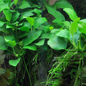 Anubias Barteri var. Nana - The Aquascape Shop