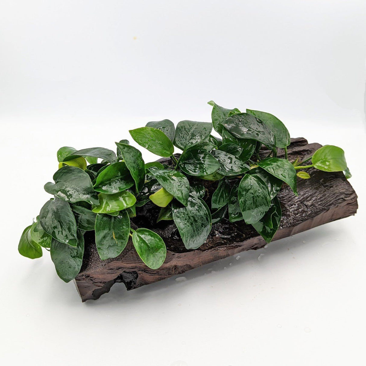 Anubias Barteri var. Nana Tissue Culture - The Aquascape Shop