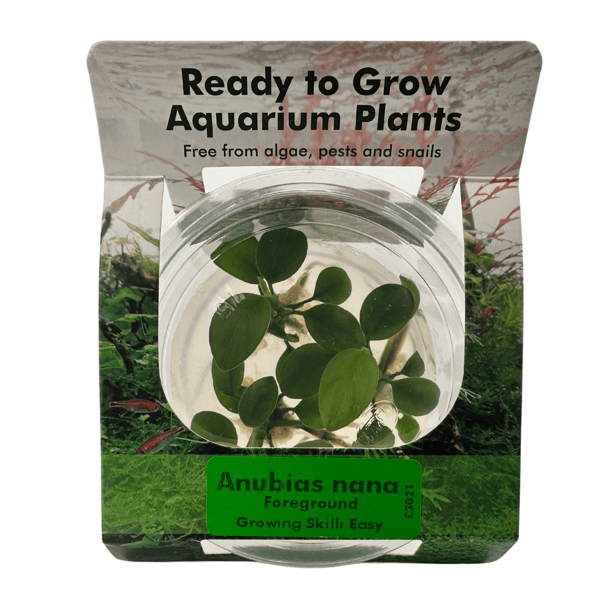 Anubias Barteri var. Nana Tissue Culture - The Aquascape Shop