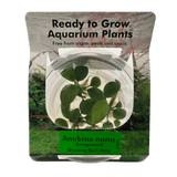 Anubias Barteri var. Nana Tissue Culture - The Aquascape Shop