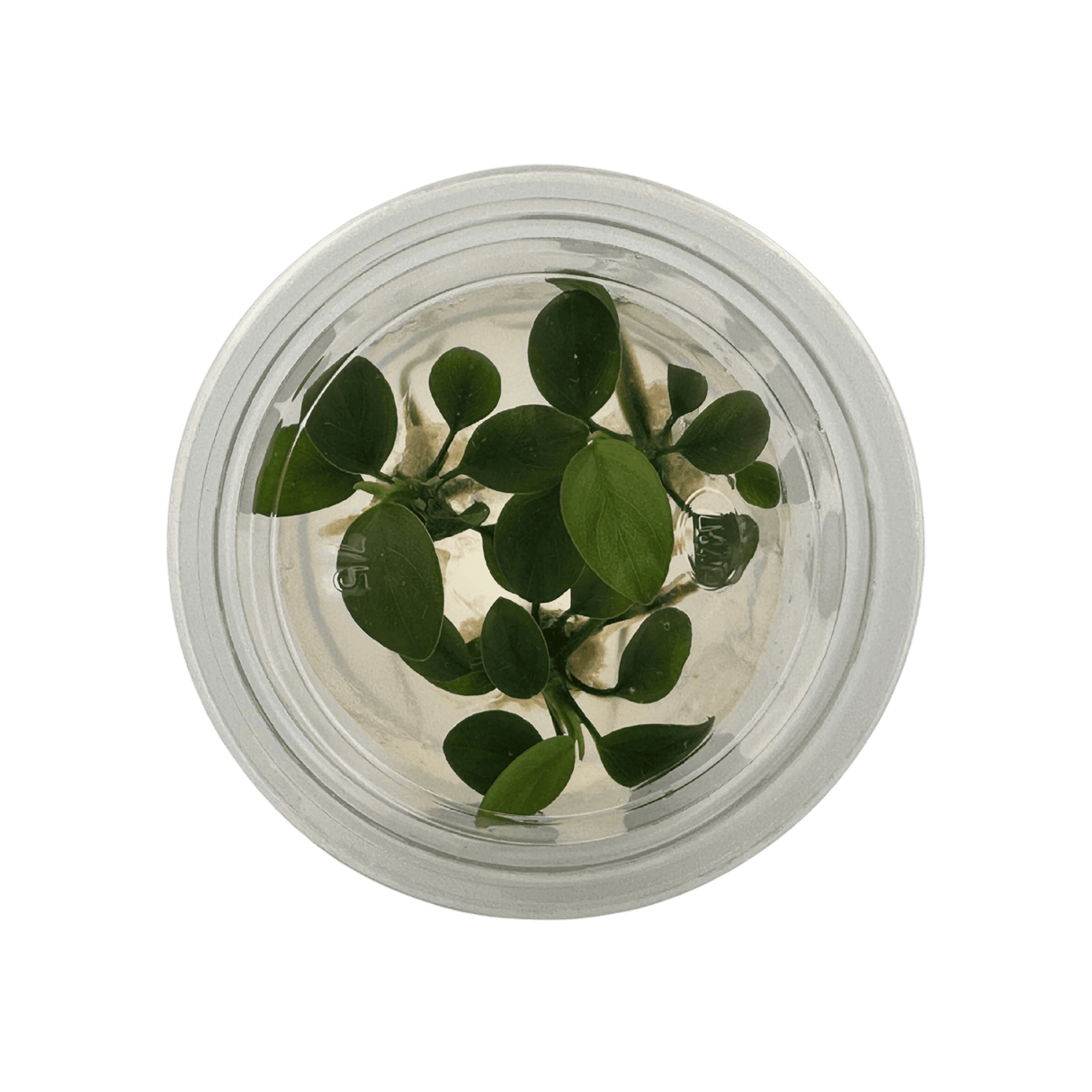 Anubias Barteri var. Nana Tissue Culture - The Aquascape Shop