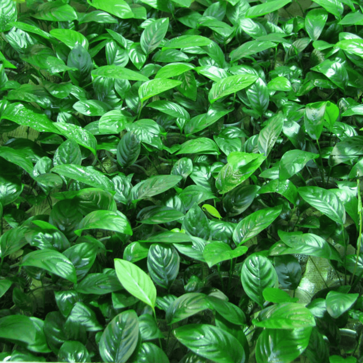 Anubias Barteri var. Nana Tissue Culture - The Aquascape Shop