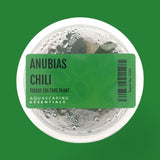 Anubias Chili Tissue Culture (Aquascaping Essentials) - The Aquascape Shop