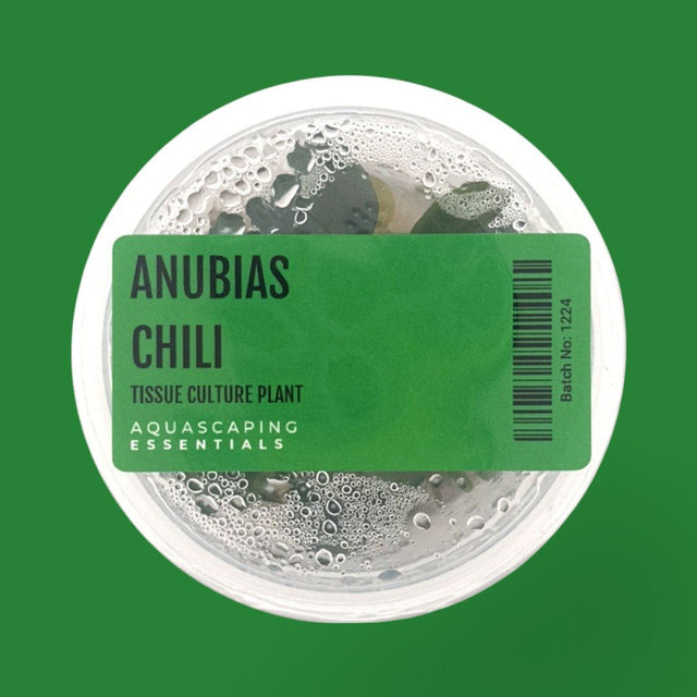 Anubias Chili Tissue Culture (Aquascaping Essentials) - The Aquascape Shop