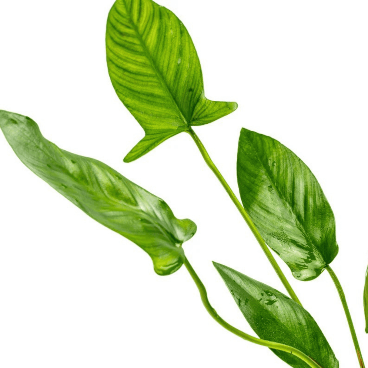 Anubias Hastifolia Tissue Culture - The Aquascape Shop