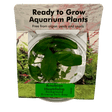 Anubias Hastifolia Tissue Culture - The Aquascape Shop