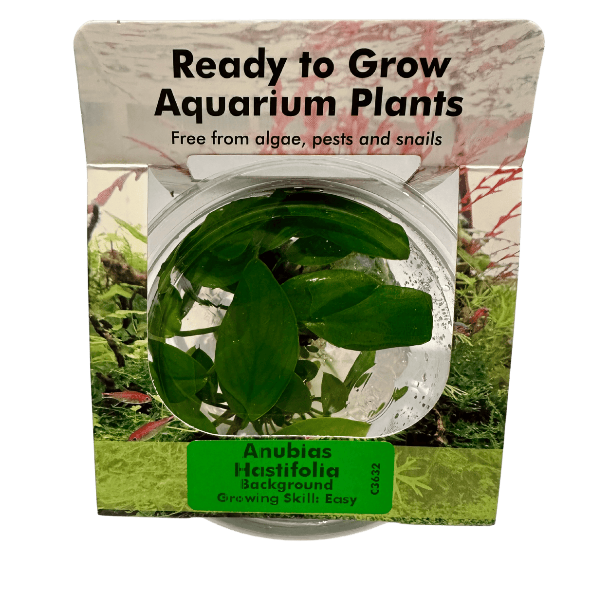 Anubias Hastifolia Tissue Culture - The Aquascape Shop