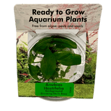 Anubias Hastifolia Tissue Culture - The Aquascape Shop