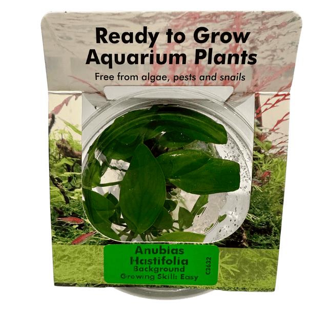 Anubias Hastifolia Tissue Culture - The Aquascape Shop