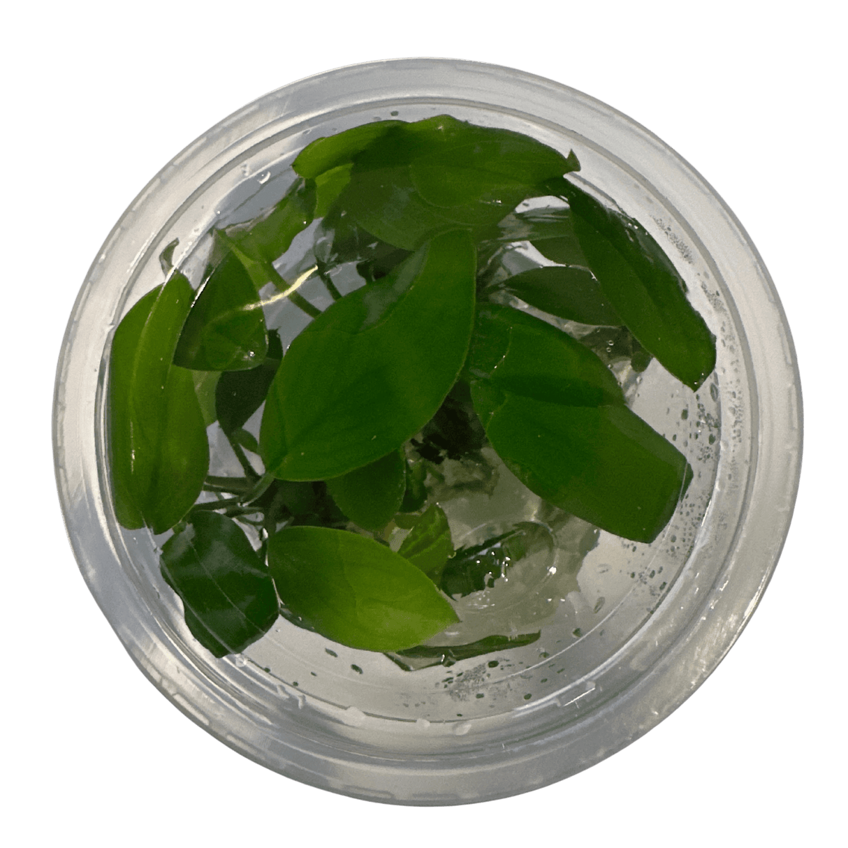 Anubias Hastifolia Tissue Culture - The Aquascape Shop
