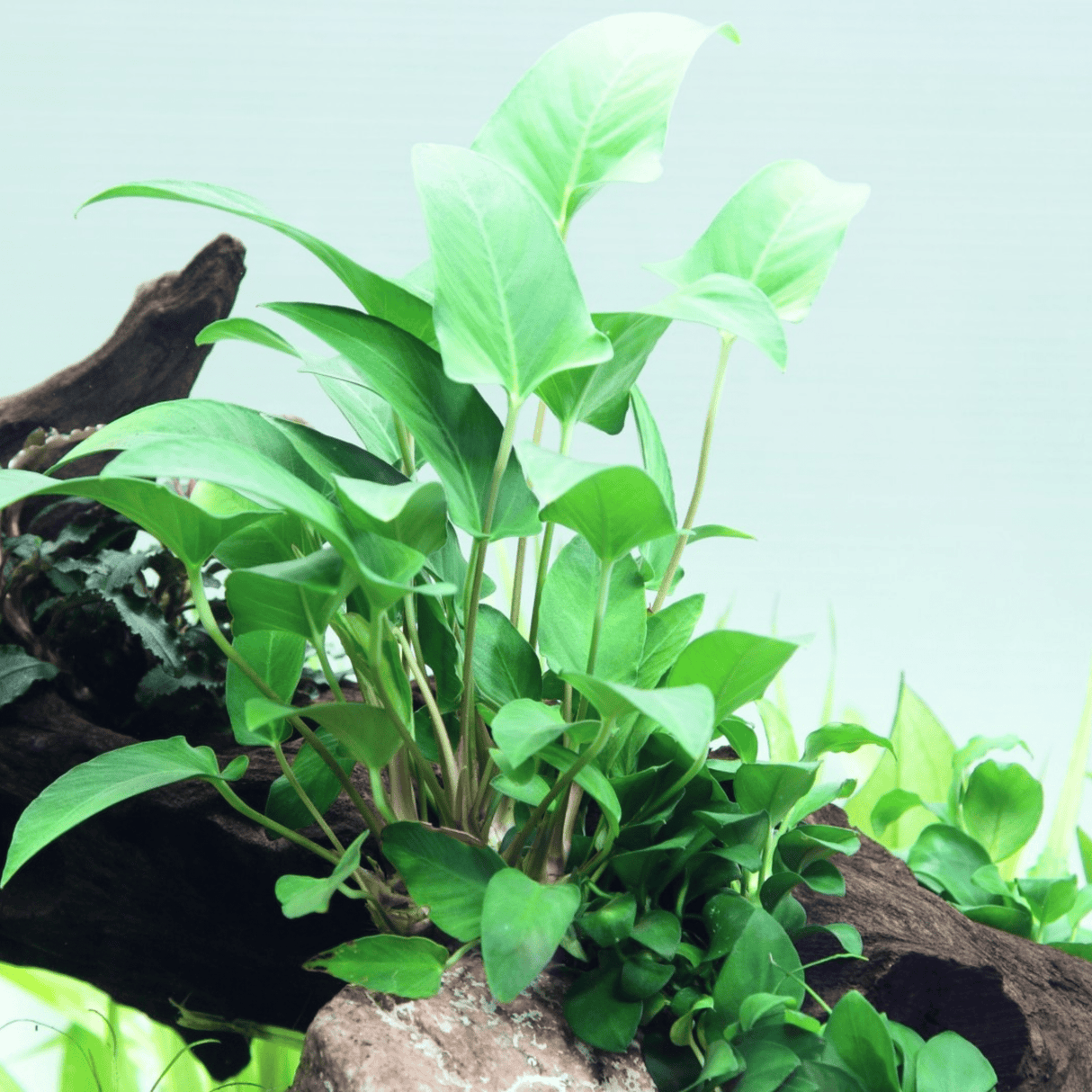 Anubias Hastifolia Tissue Culture - The Aquascape Shop