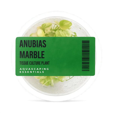 Aquascaping Essentials tissue culture cup of Anubias barteri 'Marble', a variegated low-light aquarium plant