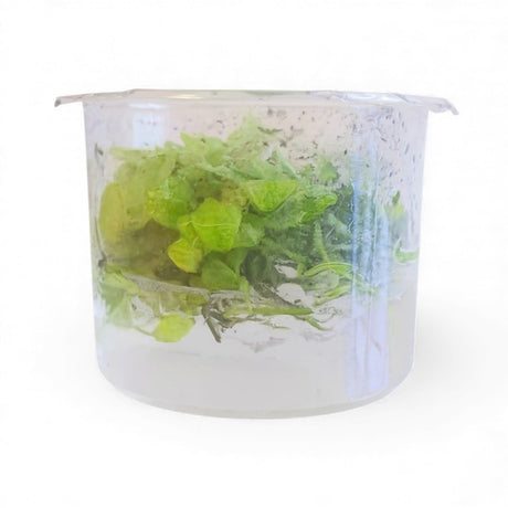 Side view of a sealed Anubias 'Marble' tissue culture cup, a variegated low-light aquarium plant