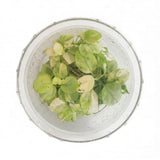 Top-down view of a variegated Anubias 'Marble' tissue culture cup, an easy low-light aquarium plant