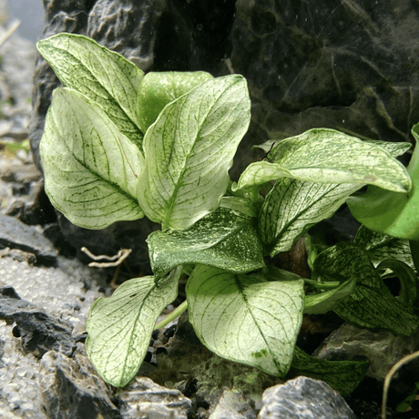 Close-up of Anubias 'Marble' leaves with white-and-green marbled variegation, an easy low-light plant