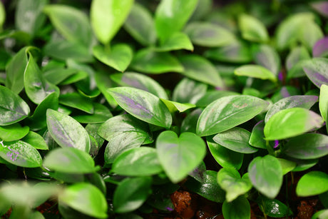 Anubias Barteri var. Nana Tissue Culture (Aquascaping Essentials)