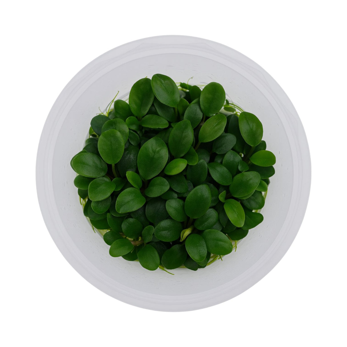 Top-down view of an Anubias nana 'Bonsai' tissue culture cup, a compact foreground aquarium plant