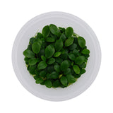 Top-down view of an Anubias nana 'Bonsai' tissue culture cup, a compact foreground aquarium plant