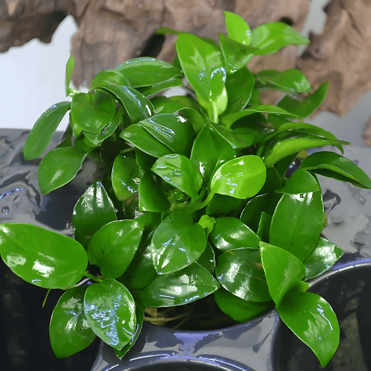 Anubias Nana 'Petite' Tissue Culture - The Aquascape Shop