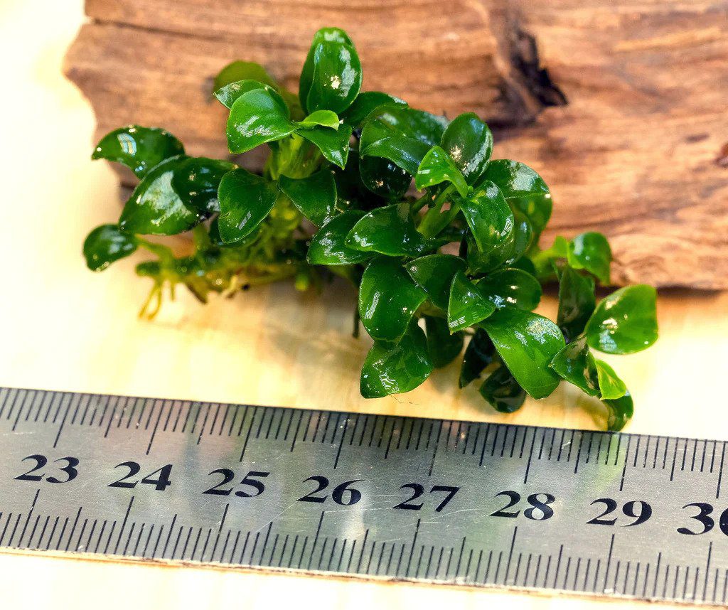 Anubias Nana 'Petite' Tissue Culture - The Aquascape Shop