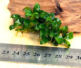 Anubias Nana 'Petite' Tissue Culture - The Aquascape Shop