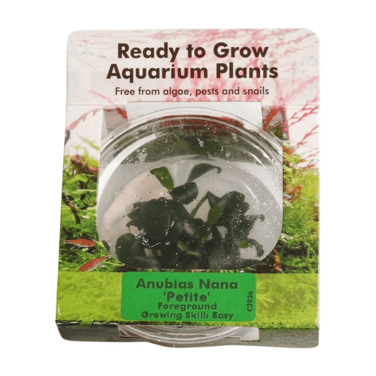 Anubias Nana 'Petite' Tissue Culture - The Aquascape Shop
