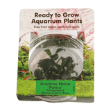 Anubias Nana 'Petite' Tissue Culture - The Aquascape Shop