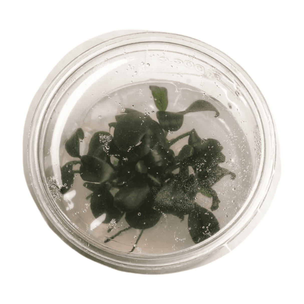 Anubias Nana 'Petite' Tissue Culture - The Aquascape Shop