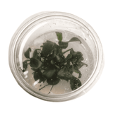 Anubias Nana 'Petite' Tissue Culture - The Aquascape Shop