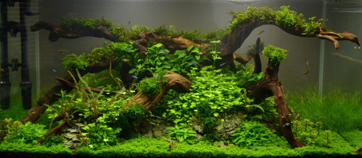 Anubias Nana 'Petite' Tissue Culture - The Aquascape Shop