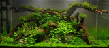 Anubias Nana 'Petite' Tissue Culture - The Aquascape Shop