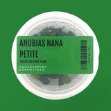 Anubias Nana Petite Tissue Culture (Aquascaping Essentials) - The Aquascape Shop