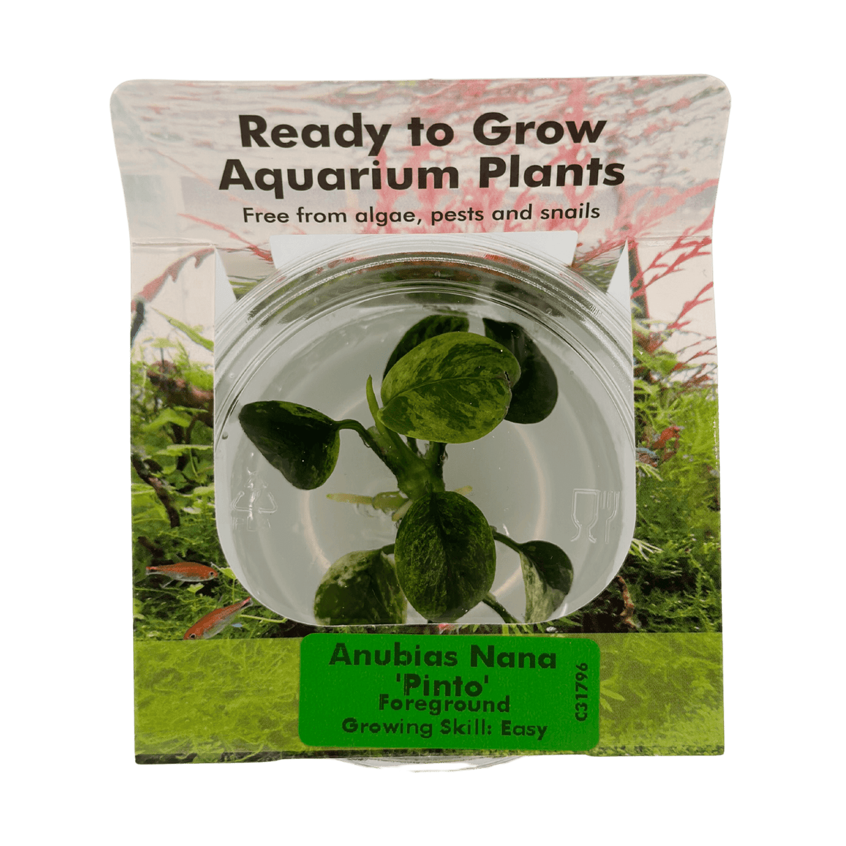 Anubias Nana 'Pinto' Tissue Culture - The Aquascape Shop