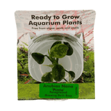 Anubias Nana 'Pinto' Tissue Culture - The Aquascape Shop