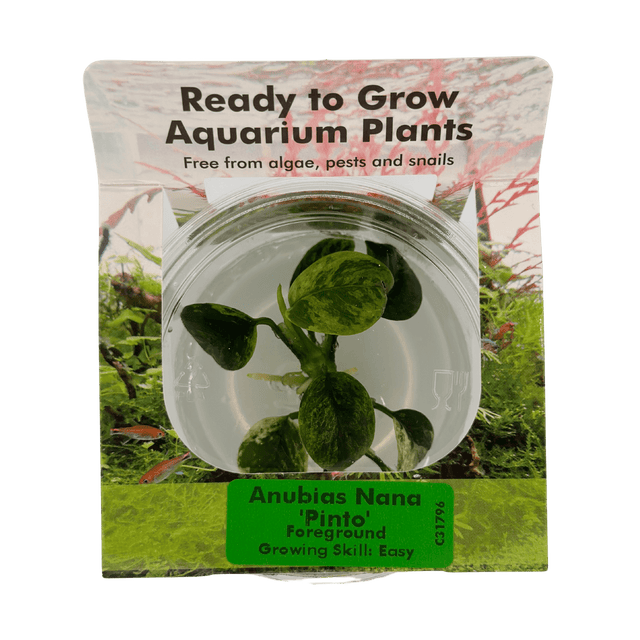 Anubias Nana 'Pinto' Tissue Culture - The Aquascape Shop