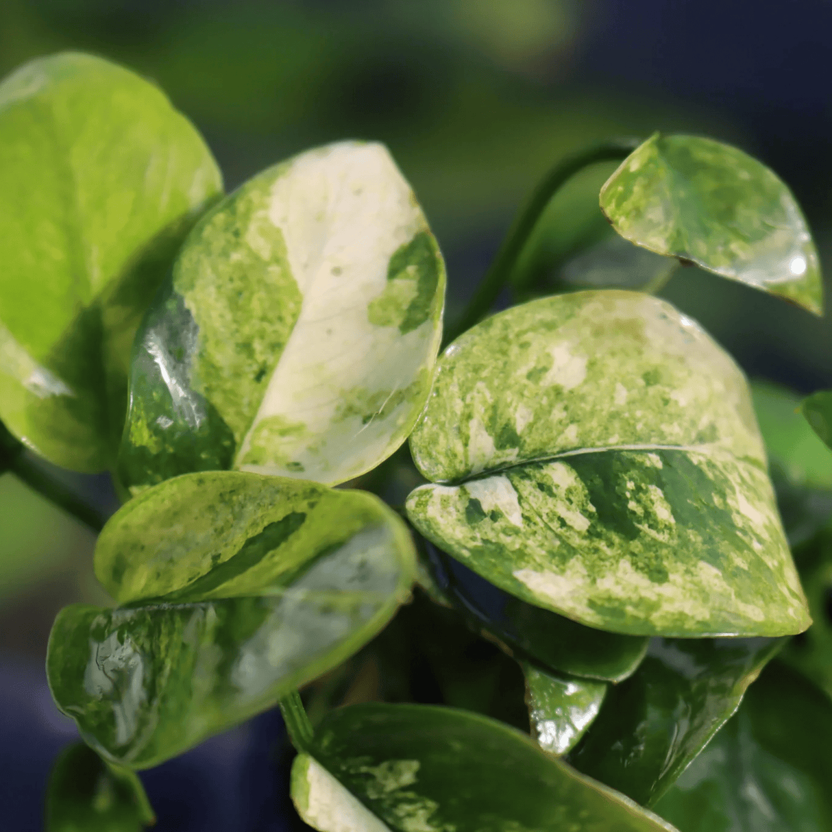 Anubias Nana 'Pinto' Tissue Culture - The Aquascape Shop