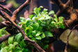 Anubias 'Petite' (Rare) - The Aquascape Shop