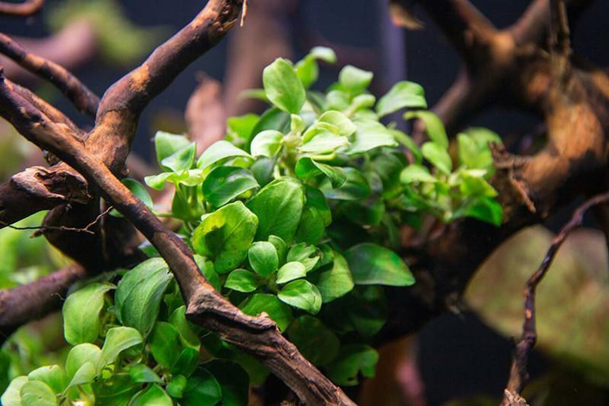 Anubias 'Petite' (Rare) - The Aquascape Shop