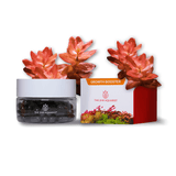 APT Jazz - The Aquascape Shop