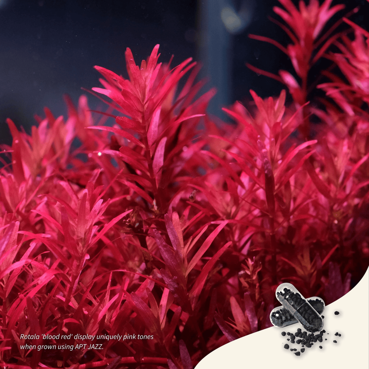 APT Jazz - The Aquascape Shop