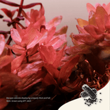 APT Jazz - The Aquascape Shop