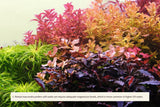 APT Sky - The Aquascape Shop