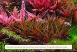APT Sky - The Aquascape Shop